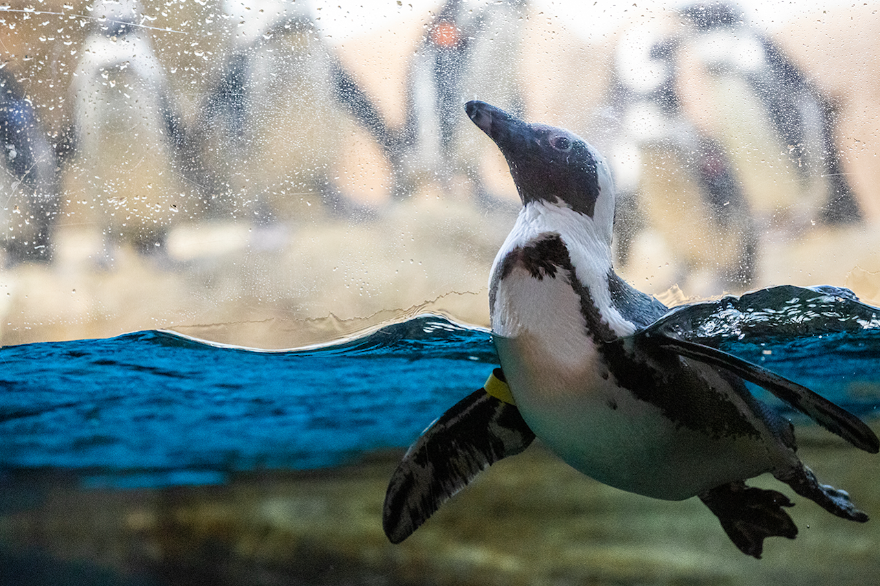 California Academy of Sciences Tickets - Photo 1 of 13